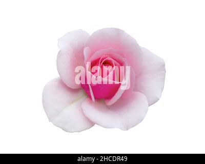 Fresh beautiful pink rose isolated on white background Stock Photo