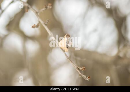 Dry leaves on tree branches in winter. Stock Photo