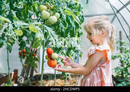 Pretty little girl in pink dress point at green tomato on plant in greenhouse. Harvest vegetarian diet, healthy lifestyle, organic natural food ingred Stock Photo