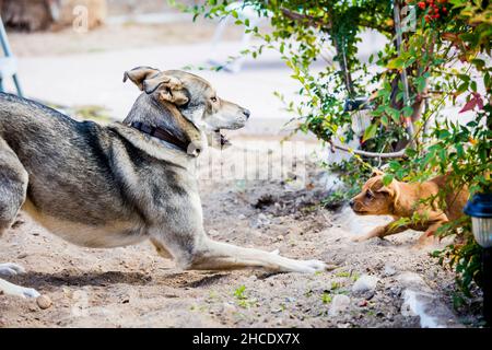 A mature dog and a puppy play in the yard Stock Photo