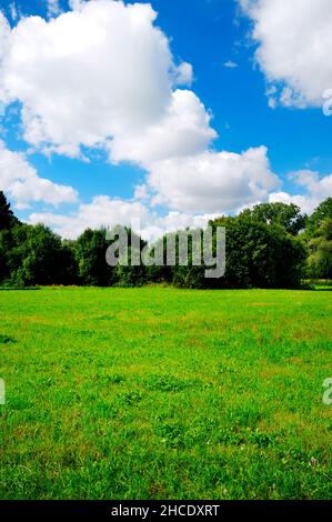 spring landscape with trees, meadow and blue sky with white clouds Stock Photo