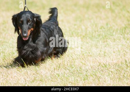Longhaired Dachshund walking on grass field at a dog show Stock Photo