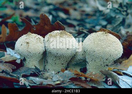 specimens of common puffball mushroom, Lycoperdon perlatum, Agaricaceae Stock Photo