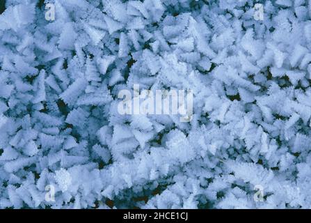 ice crystals formed on grass stalks Stock Photo