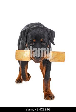 puppy rottweiler in front of white background Stock Photo