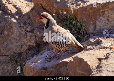 Chukar (Alectoris chukar) on the ground. Photographed at Cape Sounion, Greece in June Stock Photo
