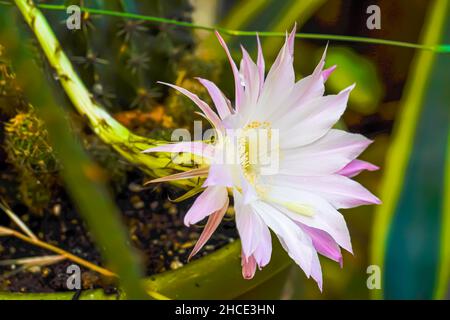 Flowering cactus. White and pink flower of a blooming echinopsis Stock Photo