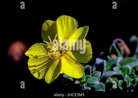 Evening Primrose (Oenothera drummondii) The evening primrose is cultivated for its seed oil, which is extracted from the many tiny seeds produced by e Stock Photo