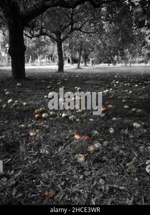 Lost harvest. Overripe apples fell on the ground in the garden. Stock Photo