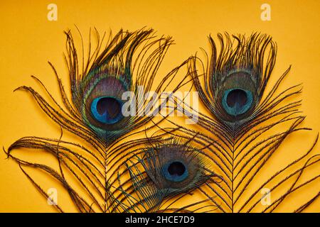 Soft focus of various bright decorative exotic peacock feathers with thin stems placed on yellow background in light modern studio Stock Photo