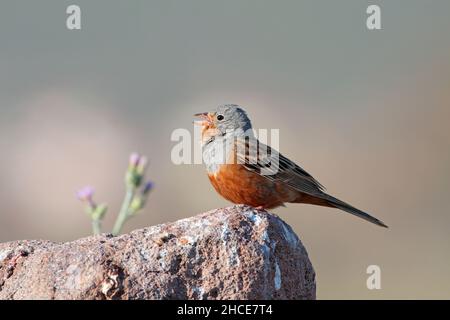 An adult male Cretzschmar's bunting (Emberiza caesia) singing from a rock on the Greek island of Lesvos in spring Stock Photo