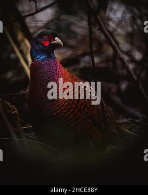 Moody Pheasant Portrait, Phasanius Colchicus Stock Photo