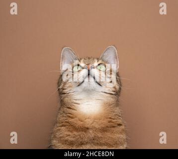 curious brown white tabby cat looking up at copy space on light brown background Stock Photo