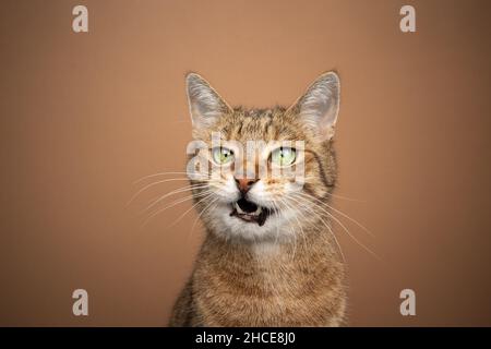brown tabby cat making angry face with mouth open meowing tone on tone portrait on brown background Stock Photo