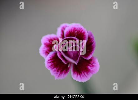 pink and purple dianthus flower Stock Photo