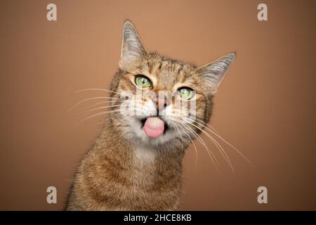 naughty cat sticking out tongue making funny face looking angry