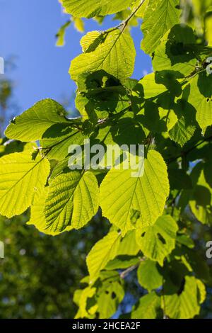 Lime Tree, (Tilia sp.) , Leaves, backlit by summer sunlight. View from below showing veins, shapes, overlapping creating pattern, translucent. Stock Photo
