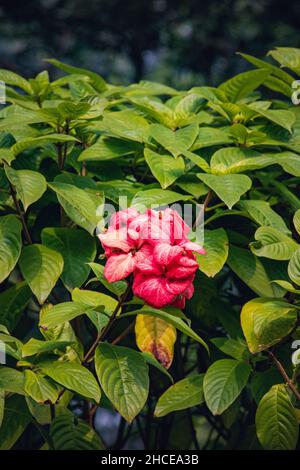 Beautiful Mussaenda philippica flowers branch with leaves background Stock Photo