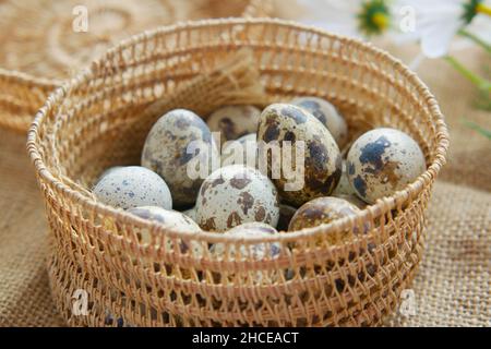 close up of Quails eggs in a box  Stock Photo