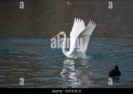 Taiyuan, China's Shanxi Province. 28th Dec, 2021. An egret forages at Fenhe river wetland park in Taiyuan, north China's Shanxi Province, Dec. 28, 2021. Credit: Yang Chenguang/Xinhua/Alamy Live News Stock Photo