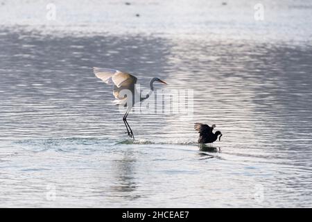 Taiyuan, China's Shanxi Province. 28th Dec, 2021. An egret is seen at Fenhe river wetland park in Taiyuan, north China's Shanxi Province, Dec. 28, 2021. Credit: Yang Chenguang/Xinhua/Alamy Live News Stock Photo