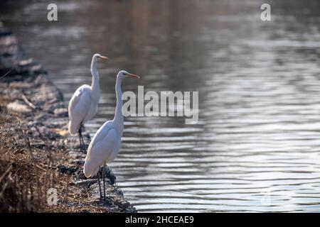 Taiyuan, China's Shanxi Province. 28th Dec, 2021. Egrets are seen at Fenhe river wetland park in Taiyuan, north China's Shanxi Province, Dec. 28, 2021. Credit: Yang Chenguang/Xinhua/Alamy Live News Stock Photo