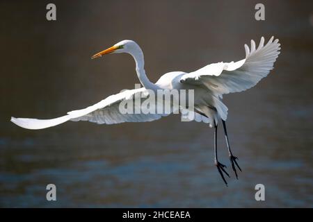 Taiyuan, China's Shanxi Province. 28th Dec, 2021. An egret is seen at Fenhe river wetland park in Taiyuan, north China's Shanxi Province, Dec. 28, 2021. Credit: Yang Chenguang/Xinhua/Alamy Live News Stock Photo