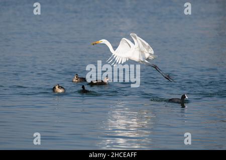 Taiyuan, China's Shanxi Province. 28th Dec, 2021. An egret forages at Fenhe river wetland park in Taiyuan, north China's Shanxi Province, Dec. 28, 2021. Credit: Yang Chenguang/Xinhua/Alamy Live News Stock Photo