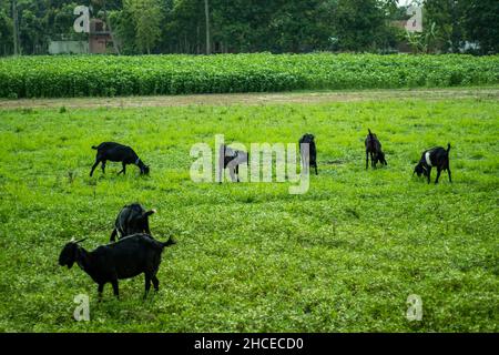 Many goats are grazing in the green grass in the village field and jute trees behind Stock Photo
