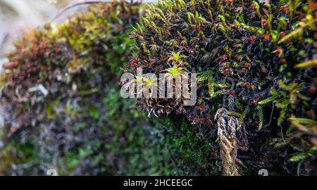 Fine green moss growing on a rock near river, closeup detail Stock Photo