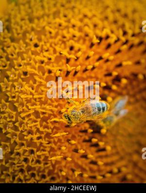 Closeup of a bee pollinating on a beautiful sunflower Stock Photo