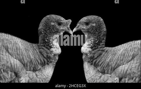 Two Turkey Birds Closeup Face In The Black Background Stock Photo