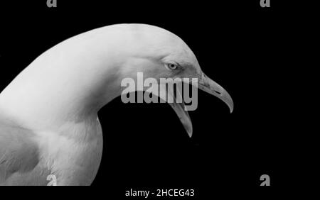 Angry Seagull Open Beak On The Black Background Stock Photo