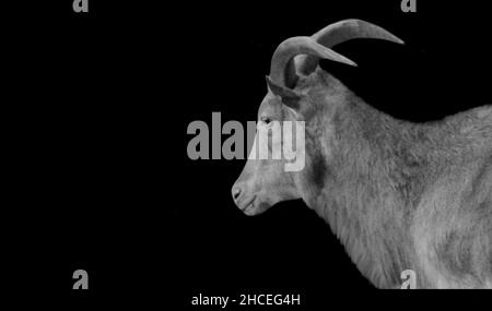 Big Horn Barbary Sheep With Long Hair In The Black Background Stock Photo