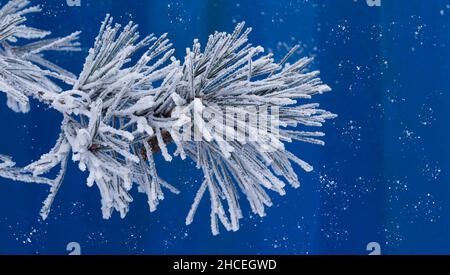 A branch of needles in hoarfrost on a blue background. In winter, in snowy weather, branches and leaves of plants are covered with hoarfrost. Stock Photo