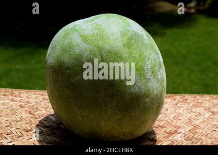 Ash gourd, kumbalanga vegetable also called winter melon, white gourd or winter gourd Stock Photo