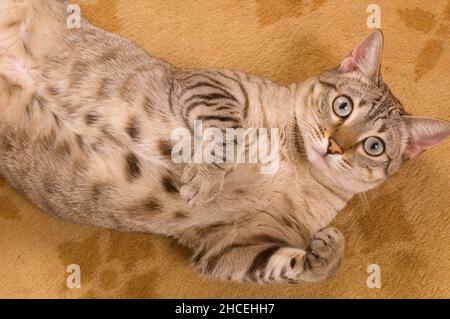 Pet cat lying on back looking at viewer, alert expression Stock Photo