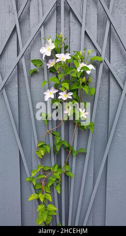 white flowering clematis madame le coultre, on a trellis against a grey wooden wall, Denmark, june 21, 2021 Stock Photo
