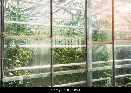 Tomato plants growing inside a glass greenhouse heated with geothermal energy in Iceland Stock Photo
