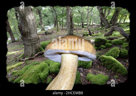 Tylopilus felleus (bitter bolete) is shown here with oak woodland habitat (background) in North Wales where it is likely to be found Stock Photo