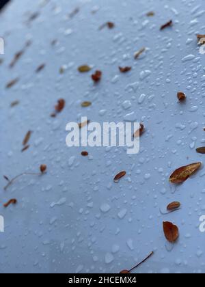 Vertical closeup of the small leaves and water drops on the white surface. Stock Photo