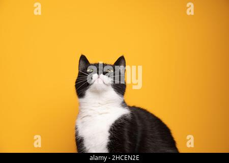 black and white cat curious looking up on yellow background with copy space Stock Photo