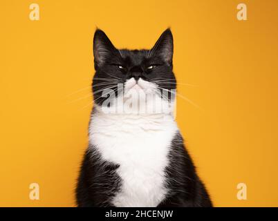 black and white cat making funny face looking similar to batman portrait on yellow background with copy space Stock Photo