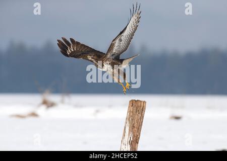 Common Buzzard (Buteo buteo) in flight taking off from post in winter, Lower Saxony, Germany Stock Photo