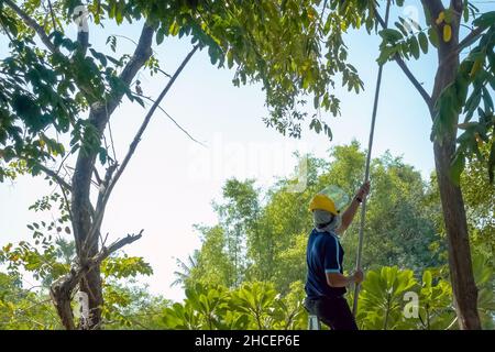 Asian professional gardener trimming plants using pruning saw on a ladder. A Tree Surgeon or Arborist cuts branches of a tree in the garden. Man sawin Stock Photo