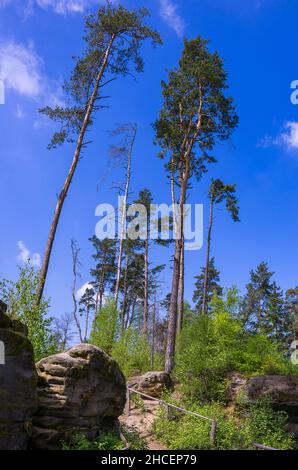 Scenic forest landscape, nature and rocks in the Prachov Rocks (Prachovske Skaly), Bohemian Paradise, Kralovehradecky kraj, Czech Republic. Stock Photo