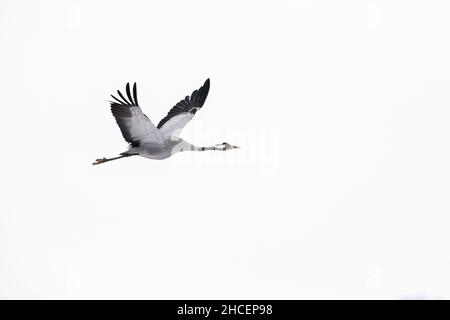 Common Crane (Grus grus) bird on spring migration northwards, Lower Saxony, Germany Stock Photo