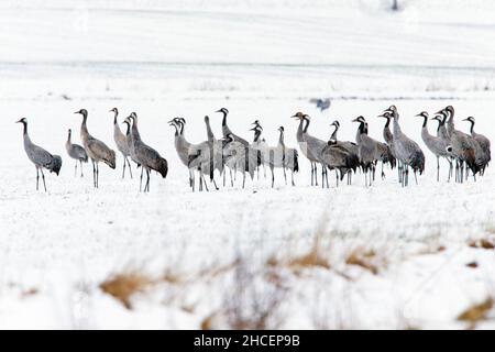 Common Crane (Grus grus) on spring migration northwards, resting on arable land, Lower Saxony, Germany Stock Photo