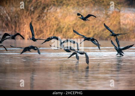 Great Cormorant (Phalacrocorax carbo) in flight over lake, Lower Saxony, Germany Stock Photo
