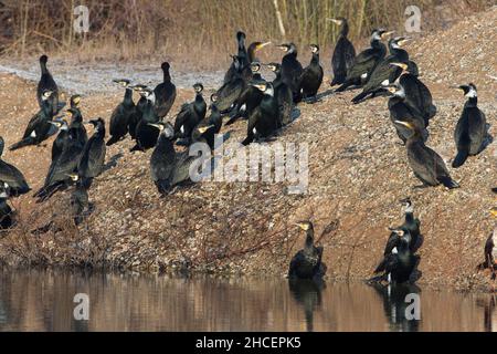 Great Cormorant (Phalacrocorax carbo) flock resting on gravel pit edge, Lower Saxony, Germany Stock Photo